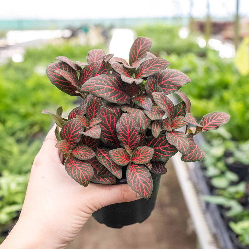 
                      
                        Fittonia 'Red'
                      
                    