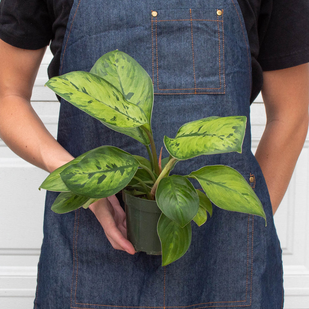 
                      
                        Homalomena 'Selby'
                      
                    