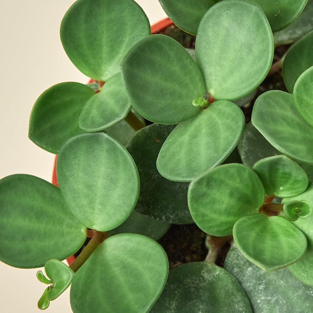 
                      
                        Peperomia 'Hope'
                      
                    