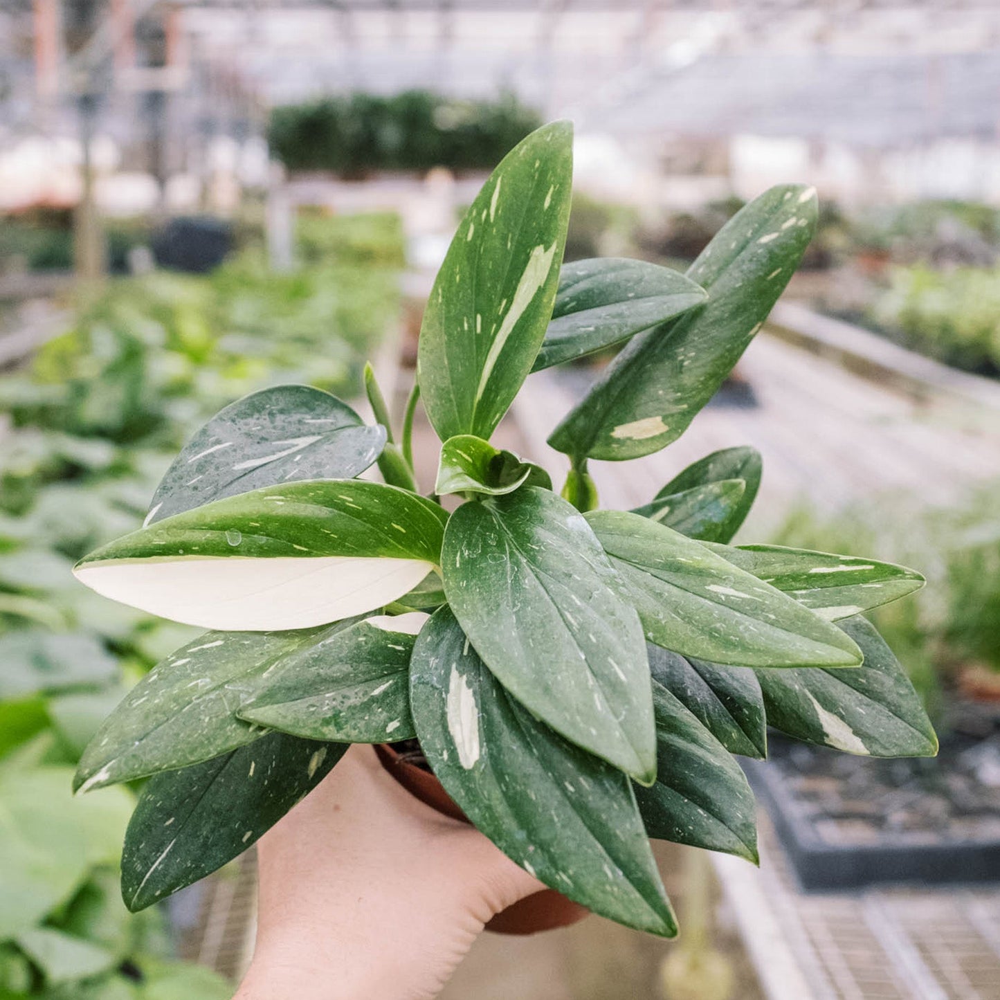 variegated monstera live plant Monstera 'Standeleyana Albo Variegated' 6" Pot