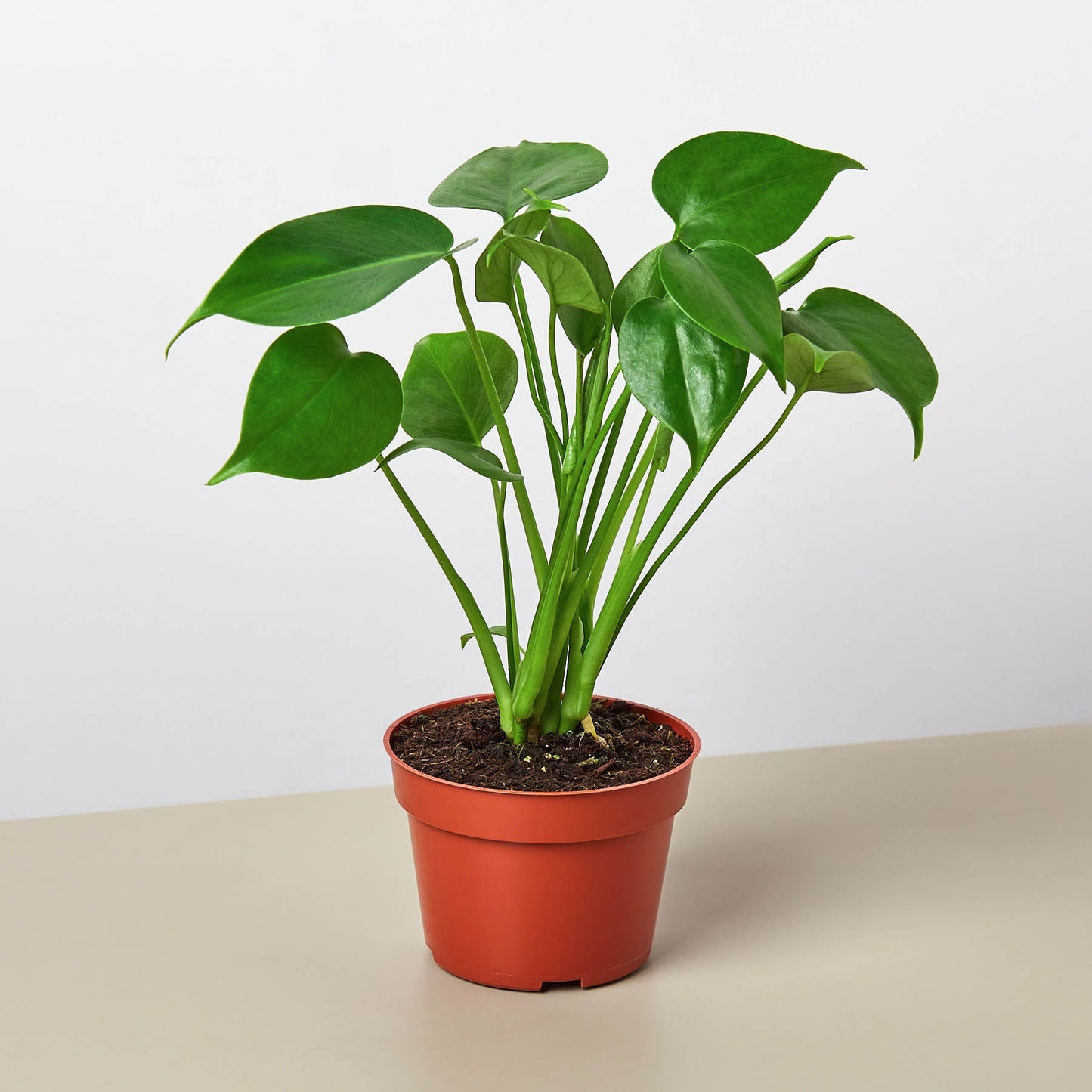house plant bundles Monstera Bundle 6" Bundle