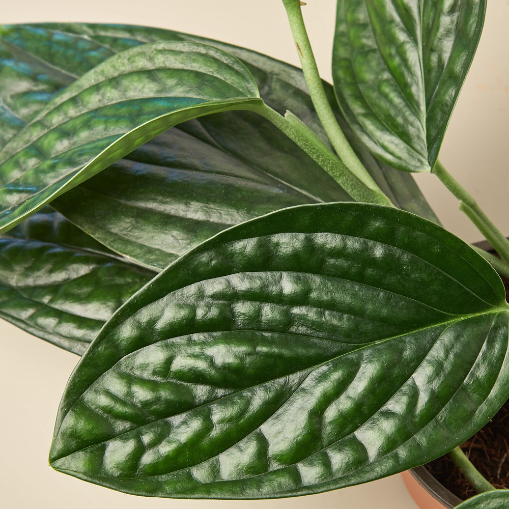 
                      
                        Rare Plant Bundle
                      
                    