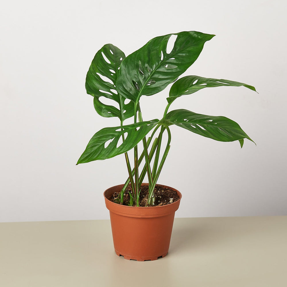 
                      
                        Monstera Bundle
                      
                    