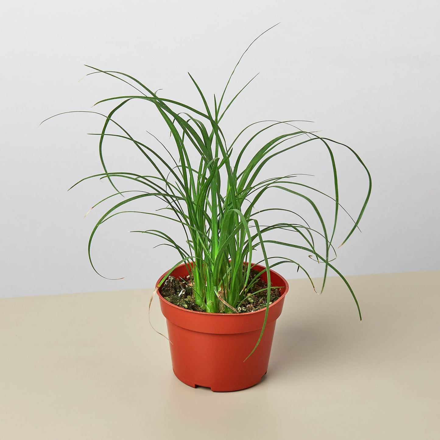 ponytail palm pet friendly Palm Ponytail 6" Pot / Nursery