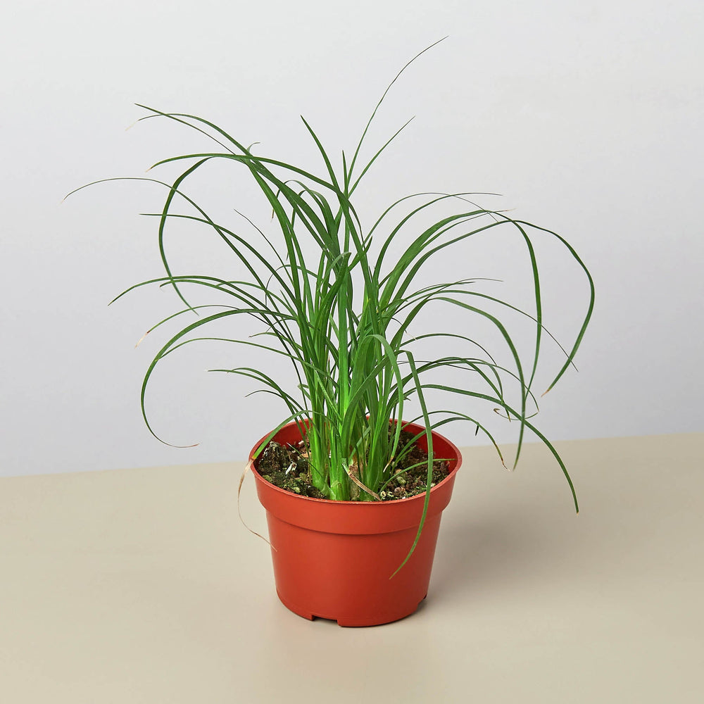 
                      
                        Palm Ponytail
                      
                    
