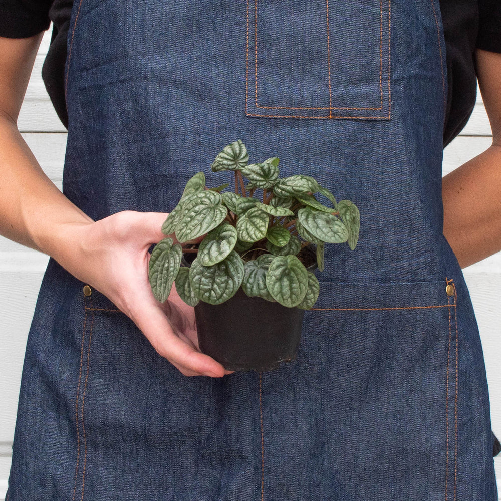 
                      
                        Peperomia 'Burbella'
                      
                    