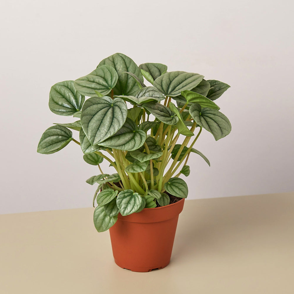 
                      
                        Peperomia 'Frost
                      
                    