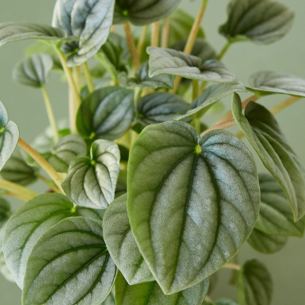 
                      
                        Peperomia 'Frost
                      
                    