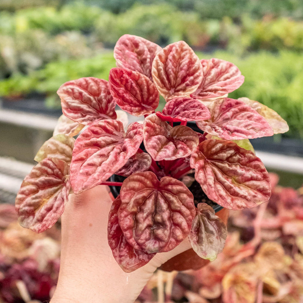 
                      
                        Peperomia 'Quito'
                      
                    