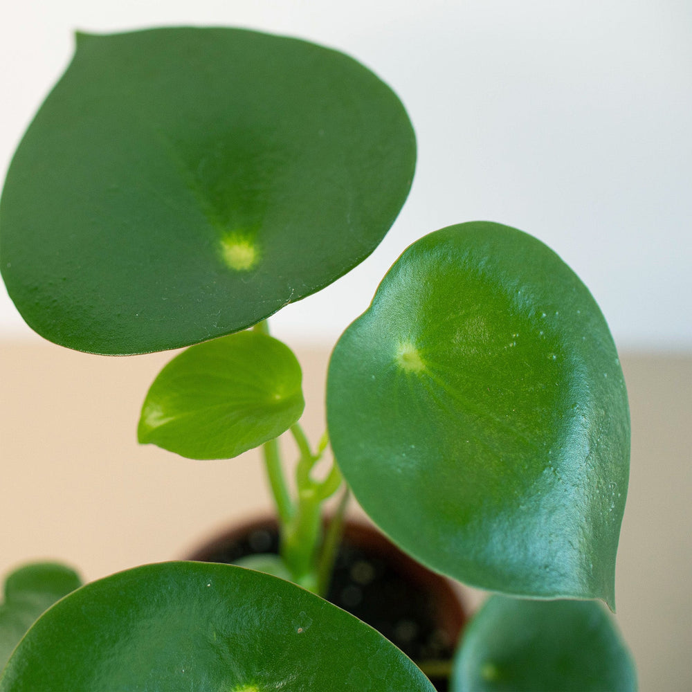 
                      
                        Peperomia 'Raindrop'
                      
                    
