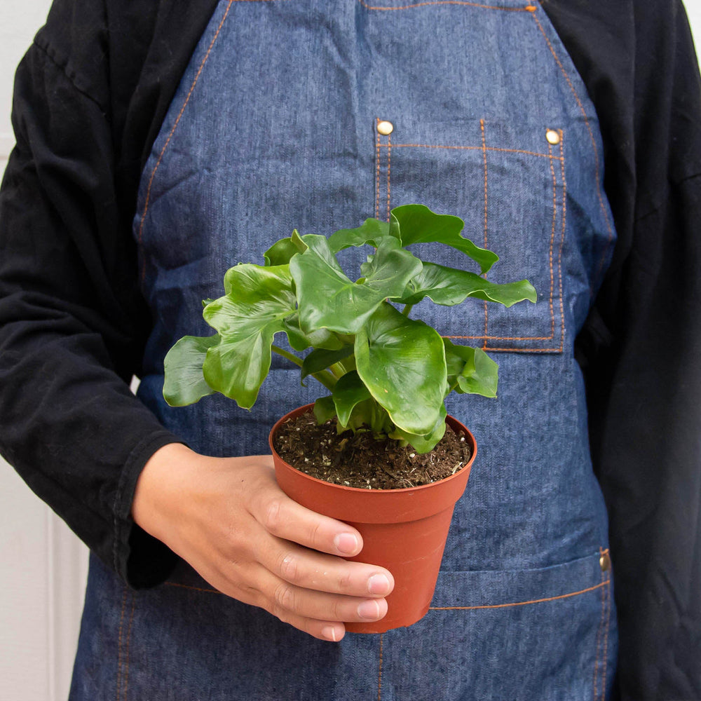 
                      
                        Philodendron 'Atom' Houseplant
                      
                    