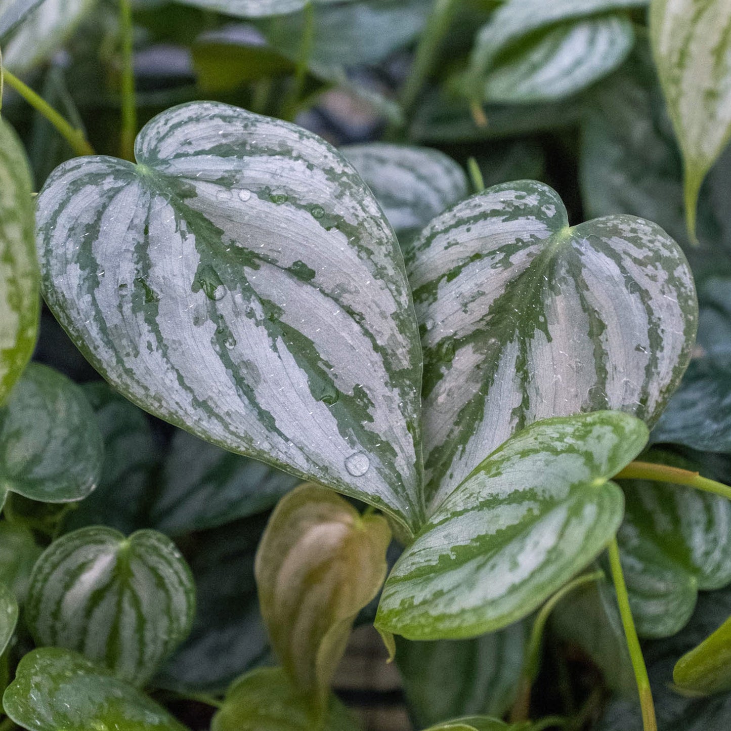 is philodendron a climbing plant Philodendron Brandi – Silver Leaf Climbing Plant