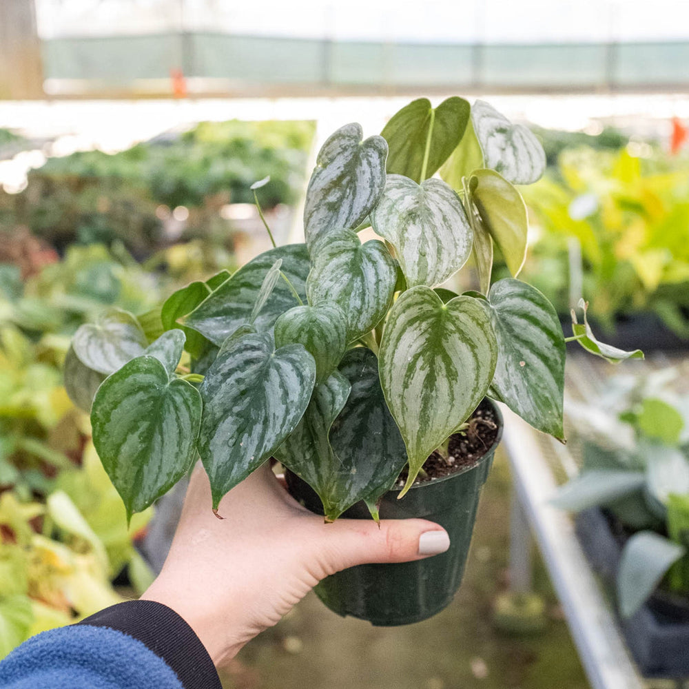 
                      
                        Philodendron 'Brandi'
                      
                    