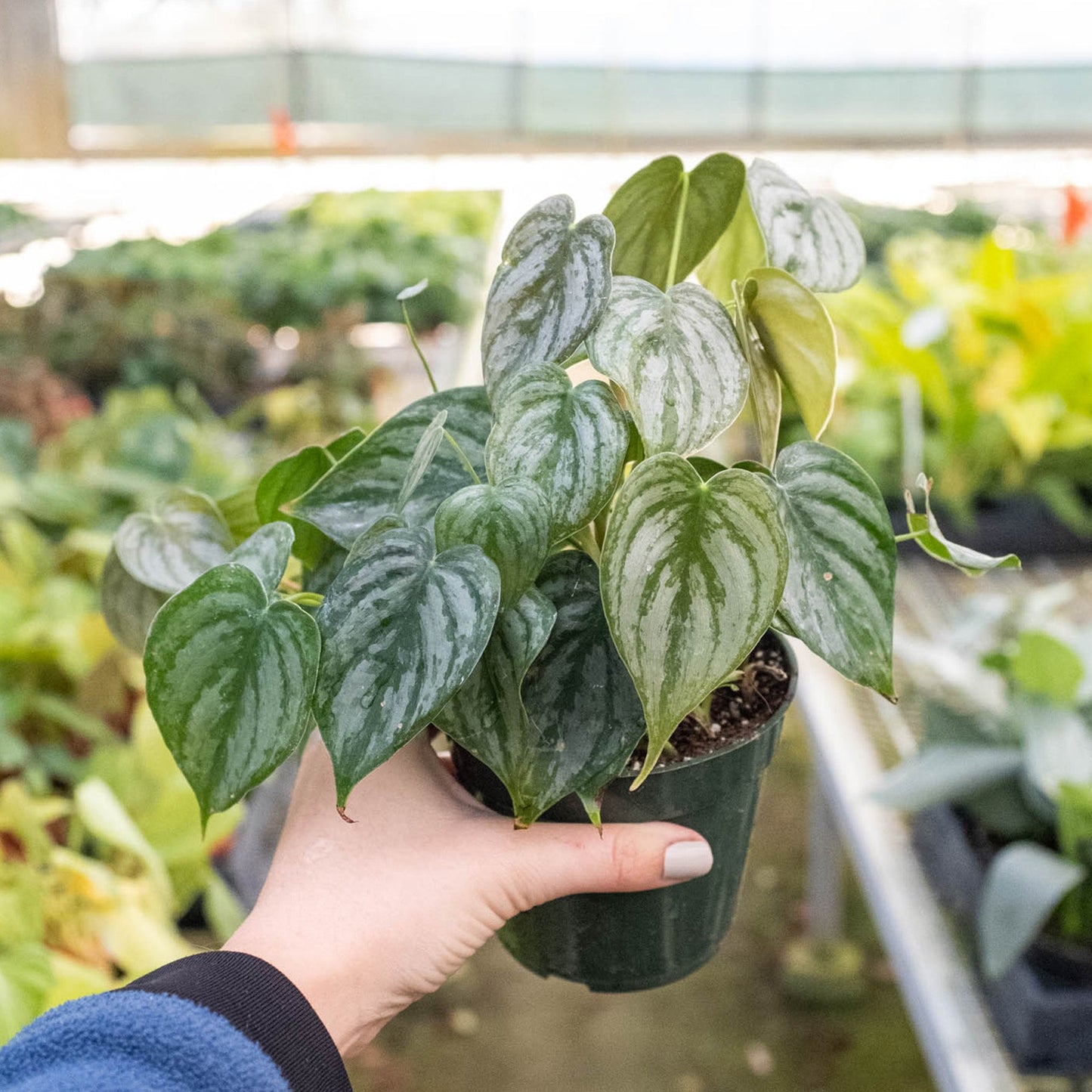 philodendron brandi trailing Philodendron 'Brandi' 6" Pot