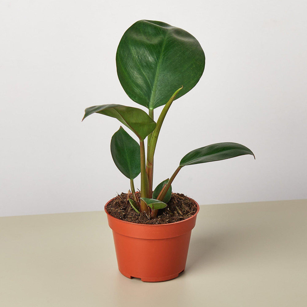 
                      
                        Philodendron 'Congo Rojo'
                      
                    