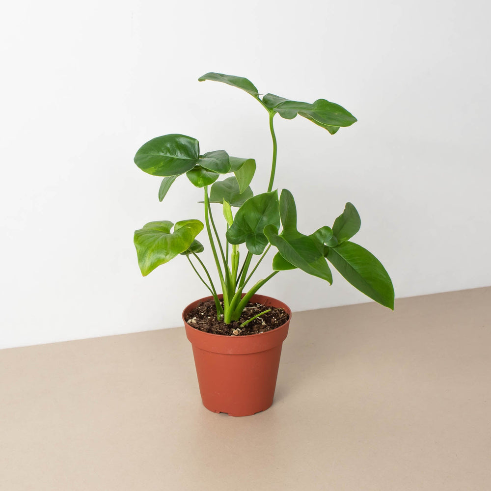 
                      
                        Philodendron 'Goeldii'
                      
                    