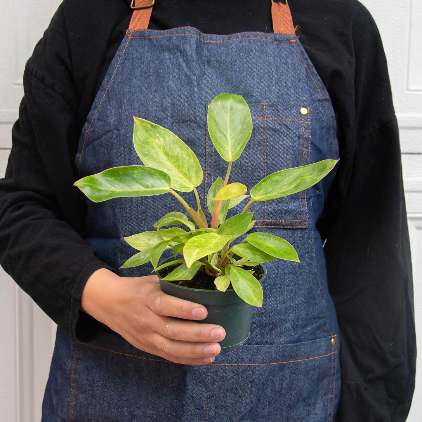 philodendron ceramic pot Philodendron 'Painted Lady' Houseplant