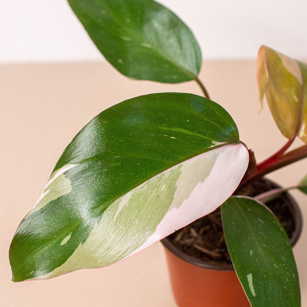 
                      
                        Rare Plant Bundle
                      
                    