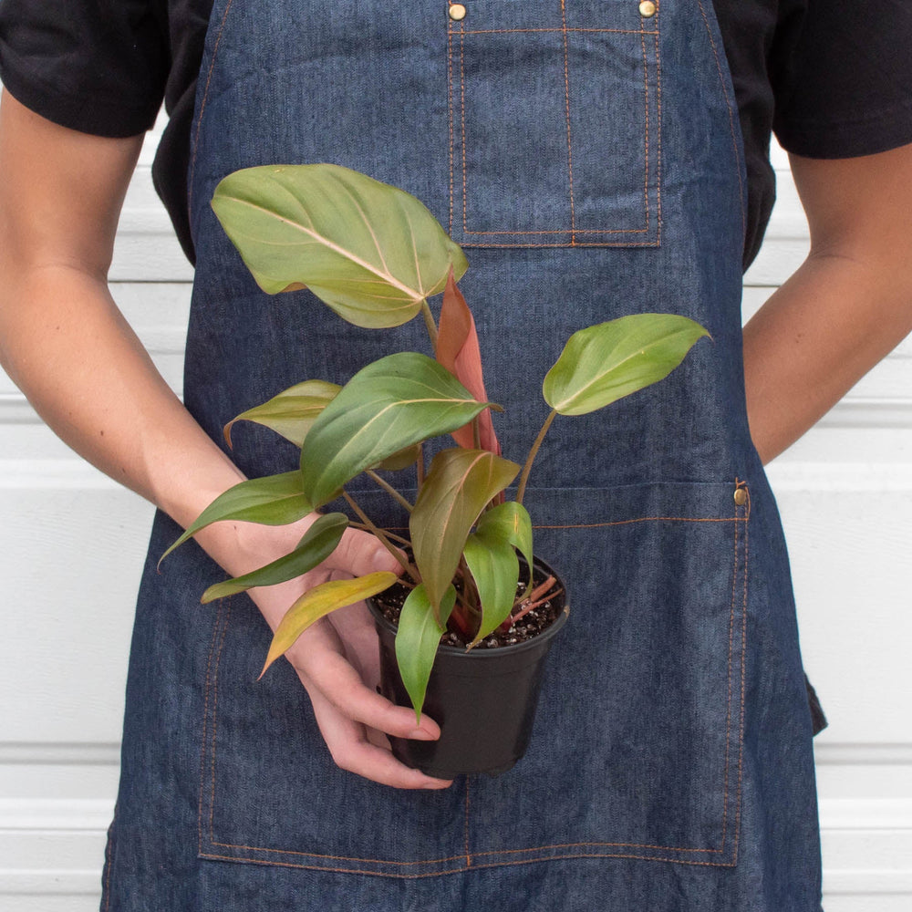 
                      
                        Philodendron 'Summer Glory'
                      
                    