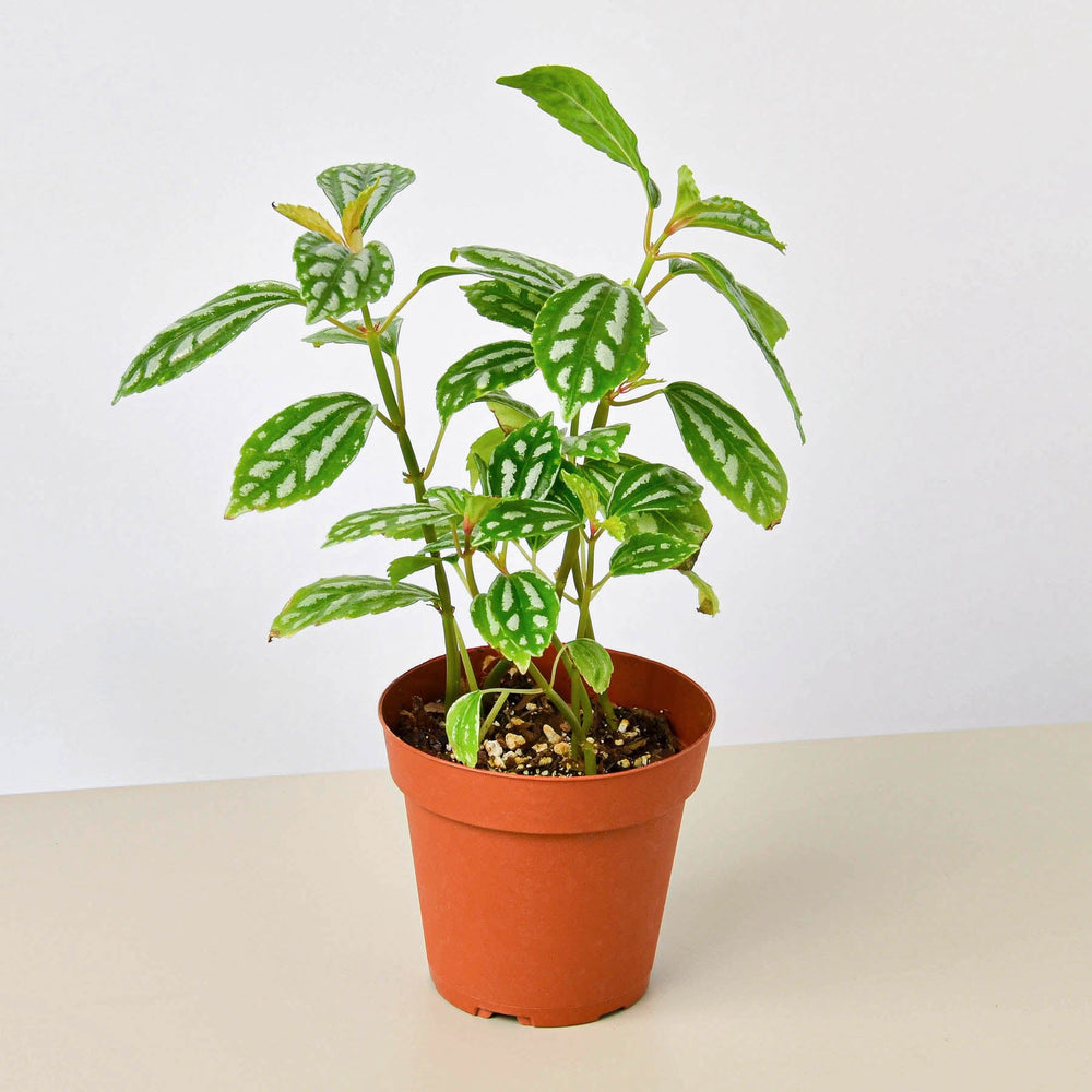 
                      
                        Pilea 'Aluminum'
                      
                    
