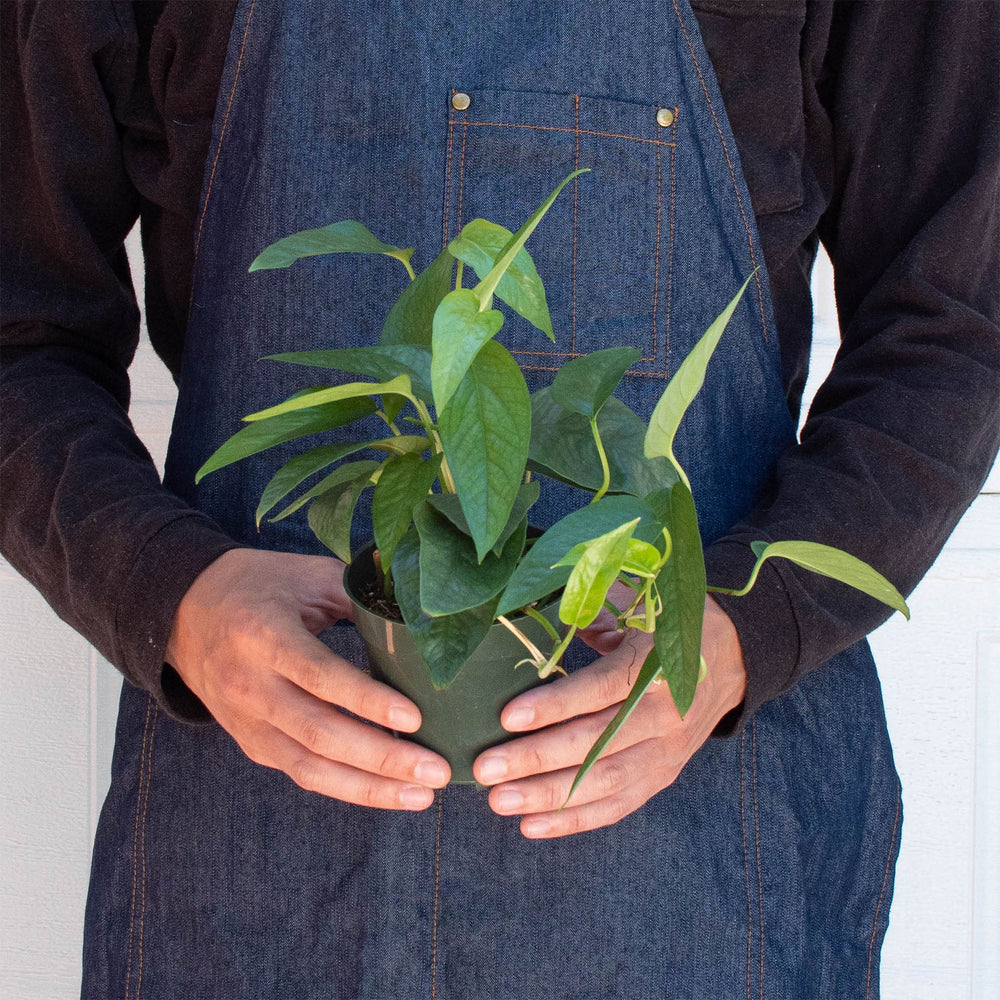
                      
                        Pothos 'Cebu Blue'
                      
                    