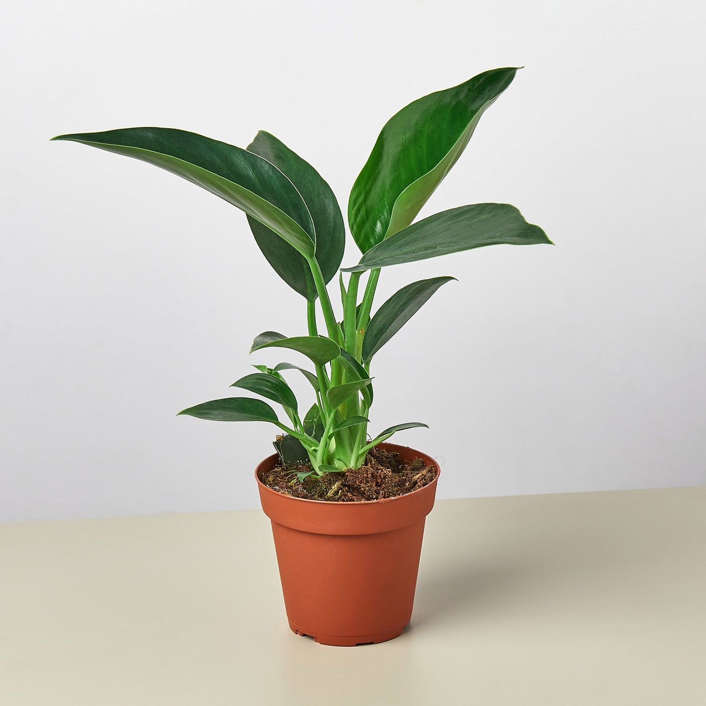 philodendron green congo plant Philodendron 'Congo Green' 4" Pot