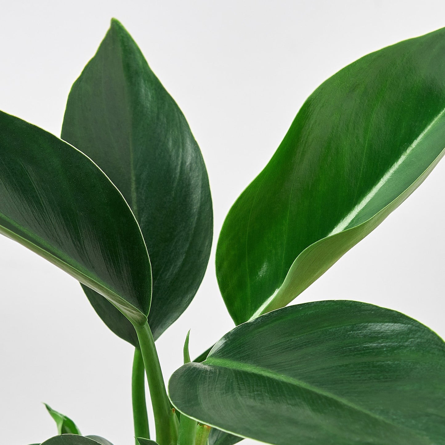 philodendron dark green leaves The Snobby Leaf | Philodendron 'Congo Green' - 6 inch Pot