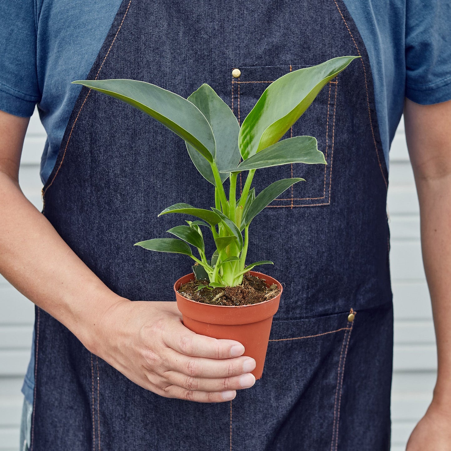 philodendron dark green leaves The Snobby Leaf | Philodendron 'Congo Green' - 6 inch Pot
