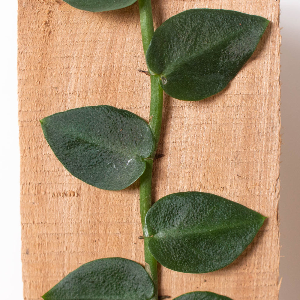 
                      
                        Rhaphidophora 'Hayi' (Shingle Plant)
                      
                    