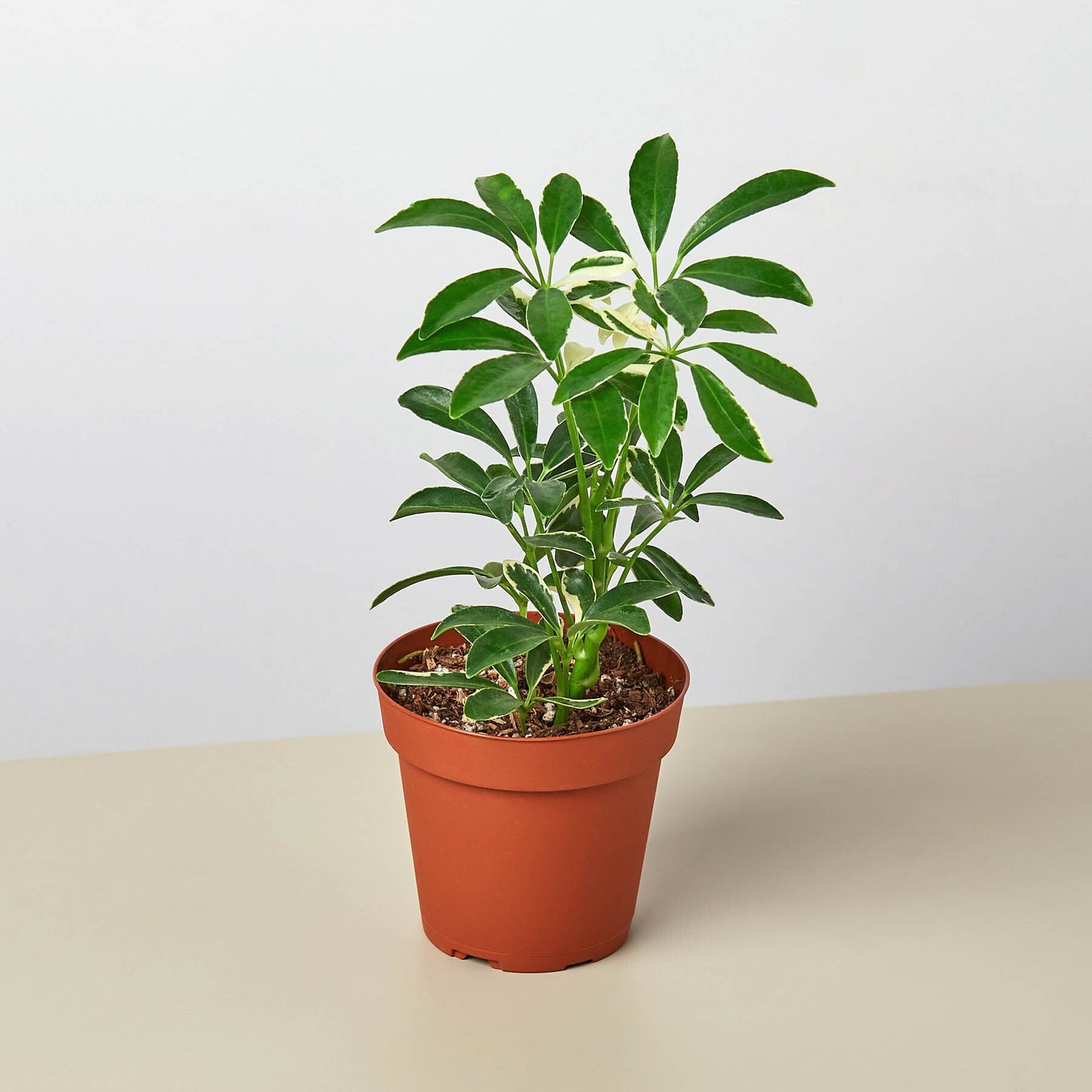 arboricola indoor plant Schefflera 'Moonlight' 3" Pot