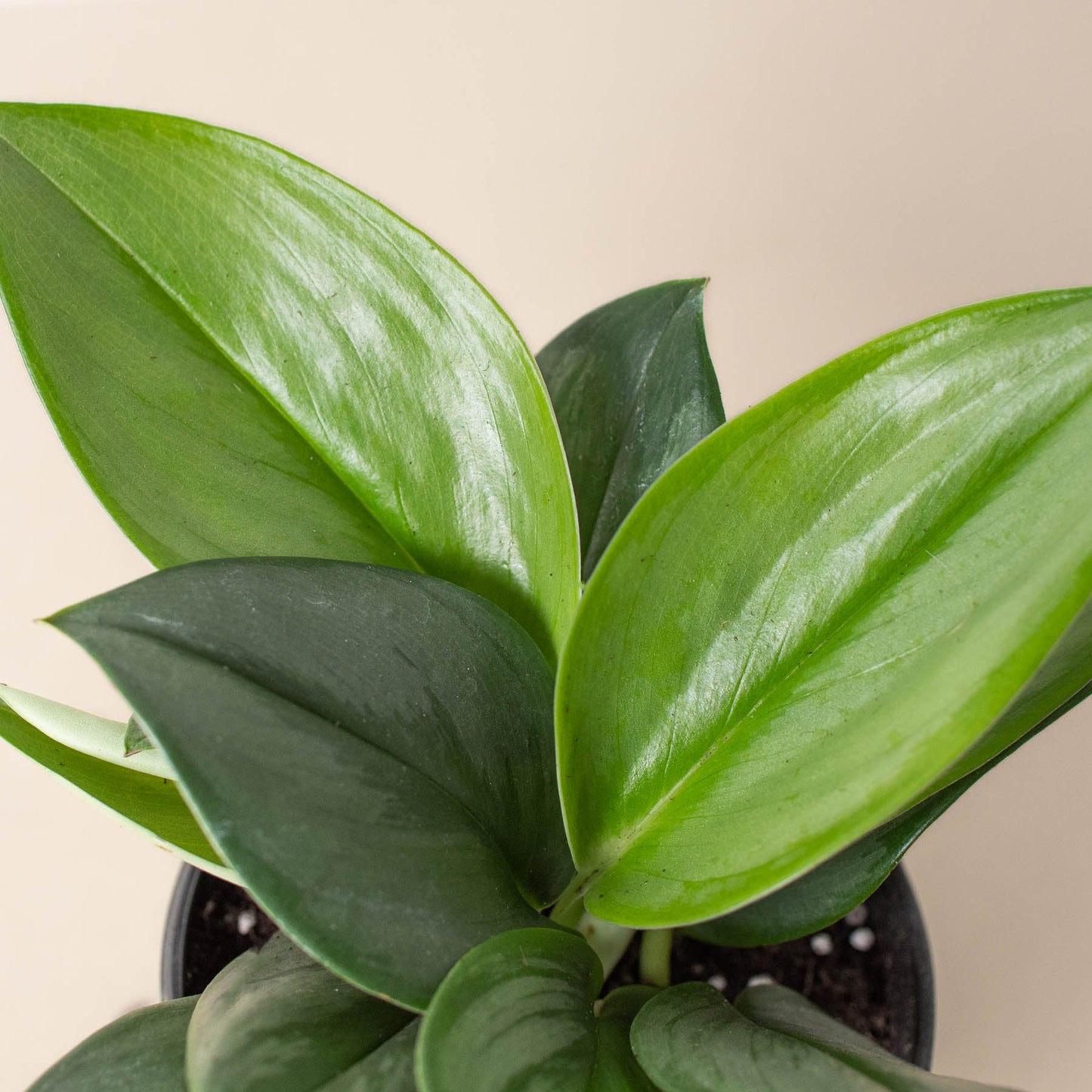 satin pothos moonlight Scindapsus Treubii 'Moonlight'