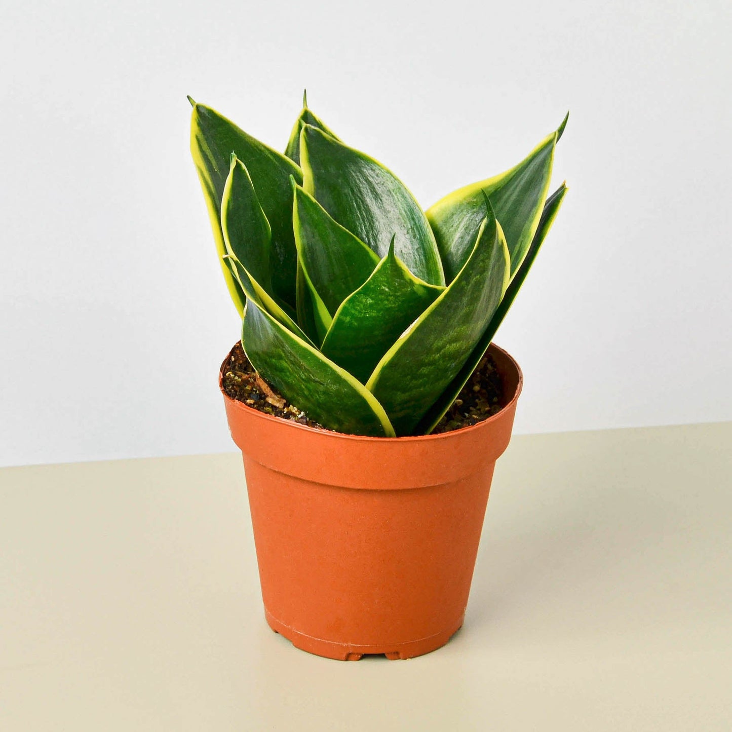 4 inch snake plant Snake Plant 'Emerald Star'