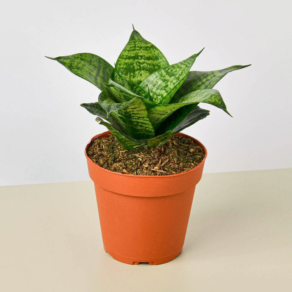 
                      
                        Snake Plant 'Forest Star'
                      
                    