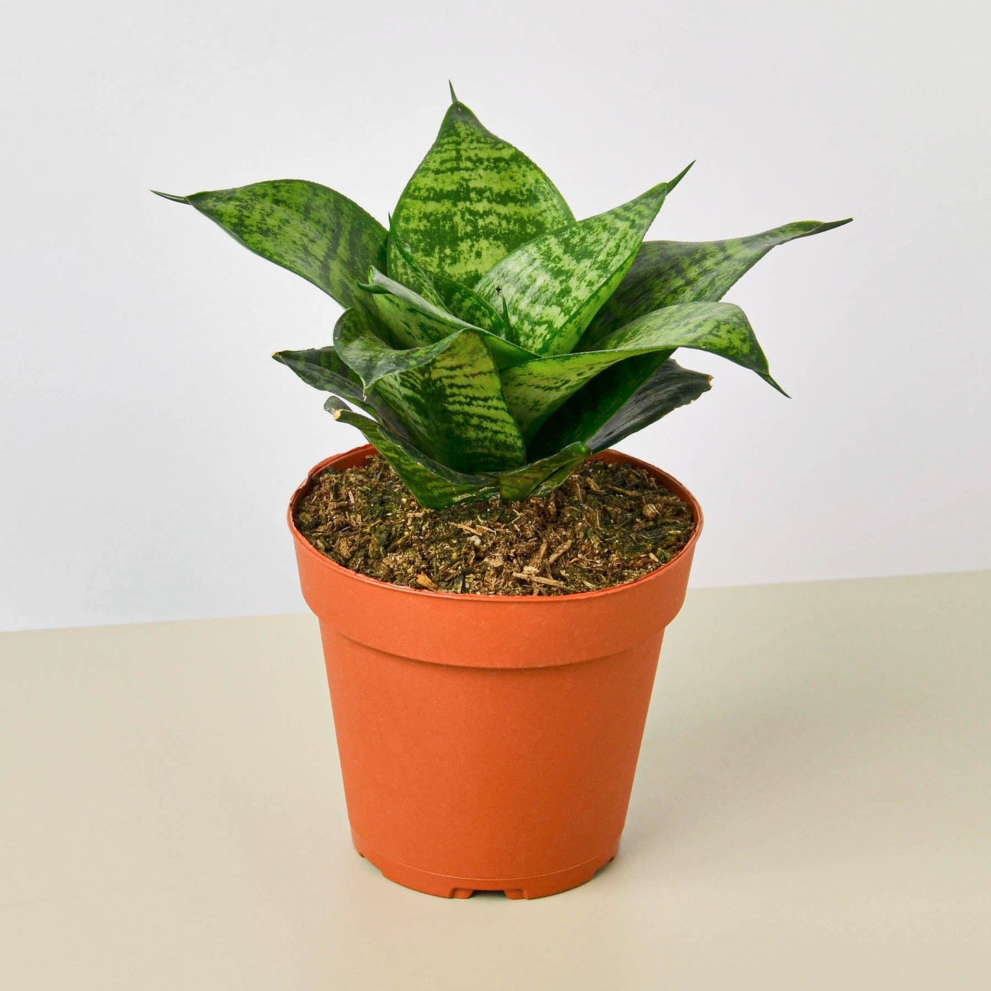 nursery snake plant Snake Plant 'Forest Star'