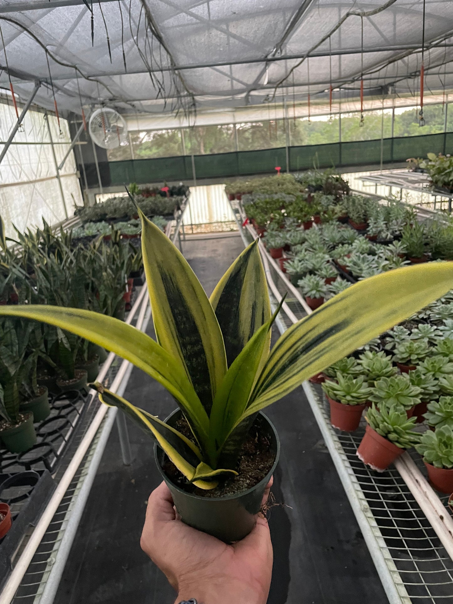 gold flame snake plant Snake Plant 'Gold Flame' Houseplant
