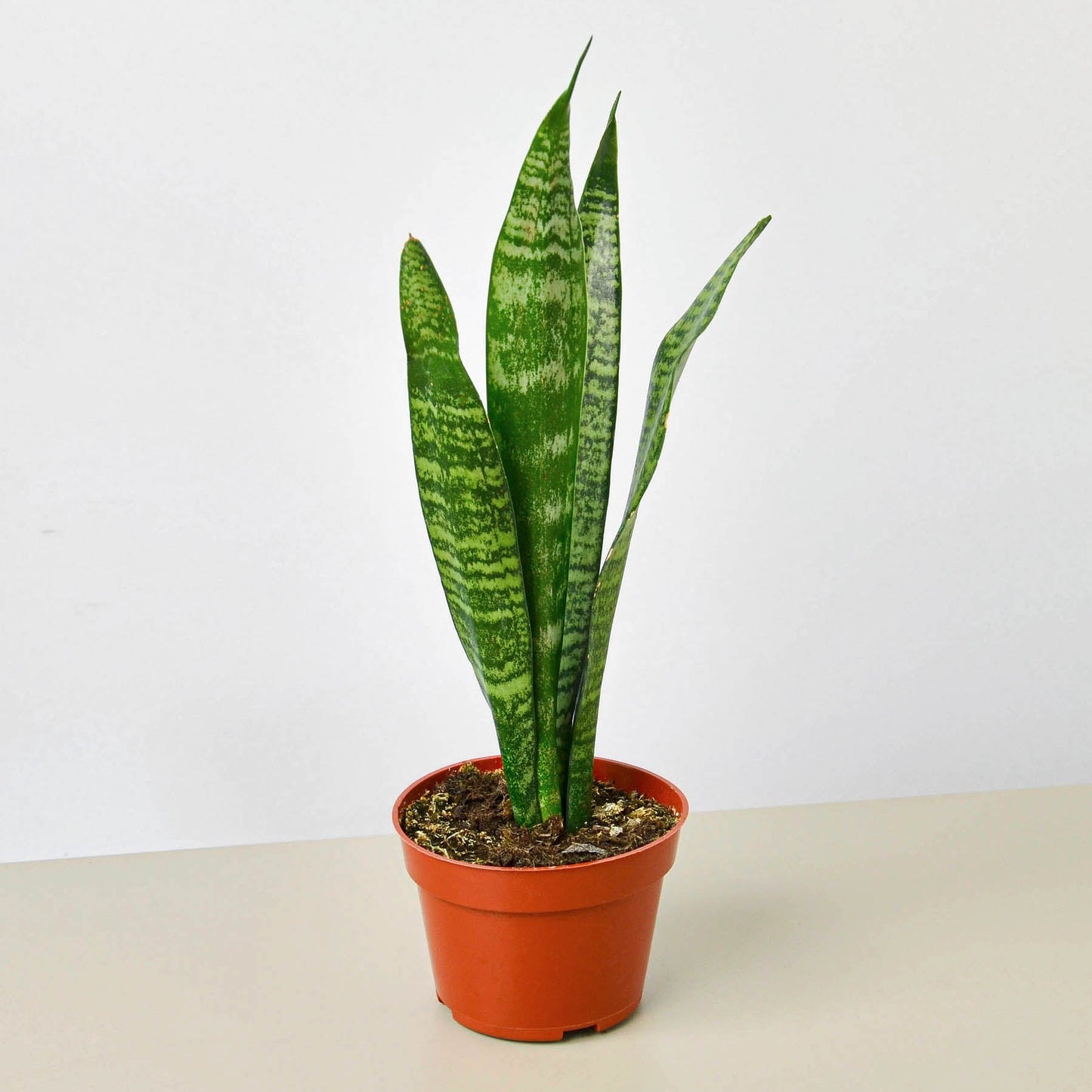 sword snake plant Snake Plant 'Zeylanica' 3" Pot / Nursery Pot