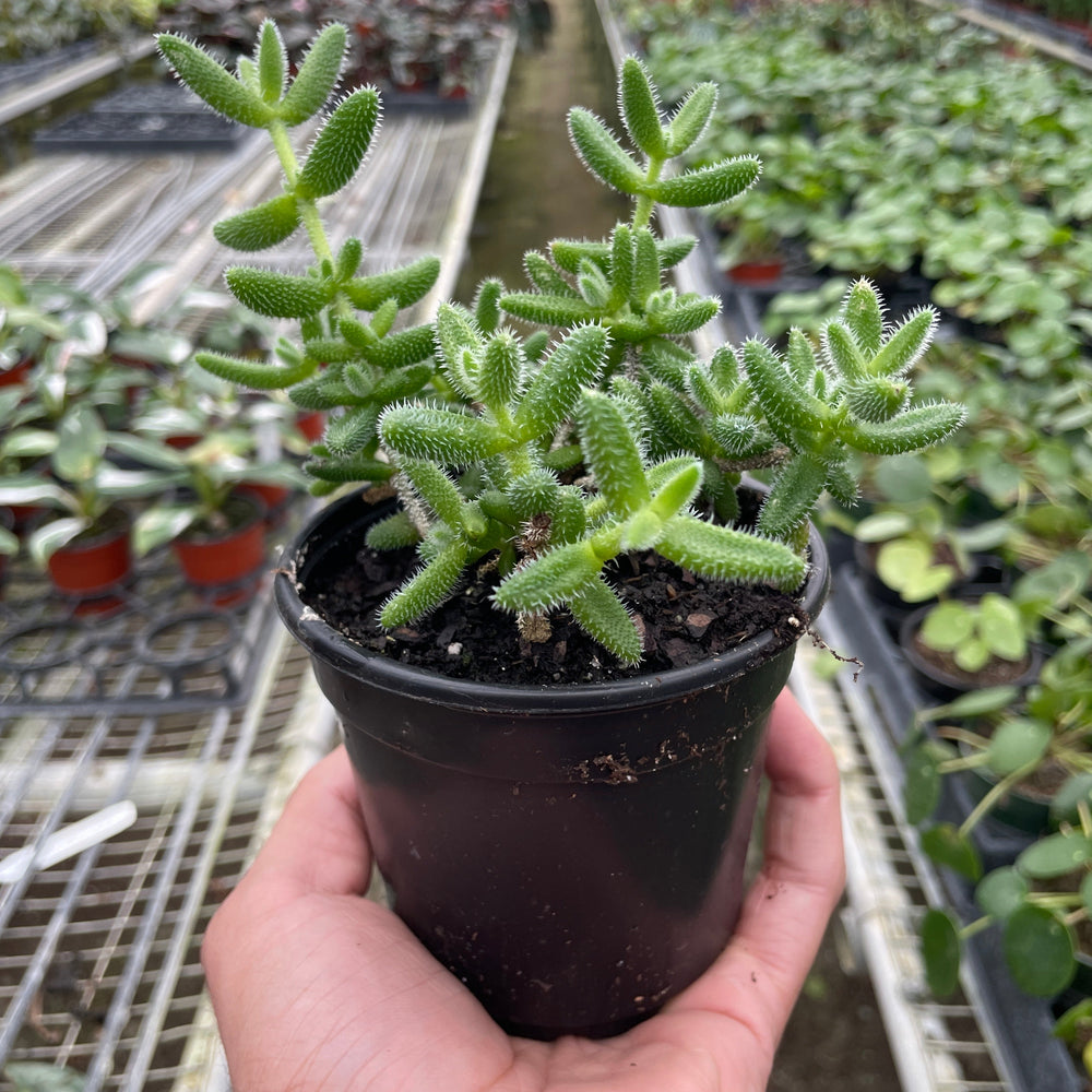 
                      
                        Delosperma echinatum 'Pickle Plant'
                      
                    