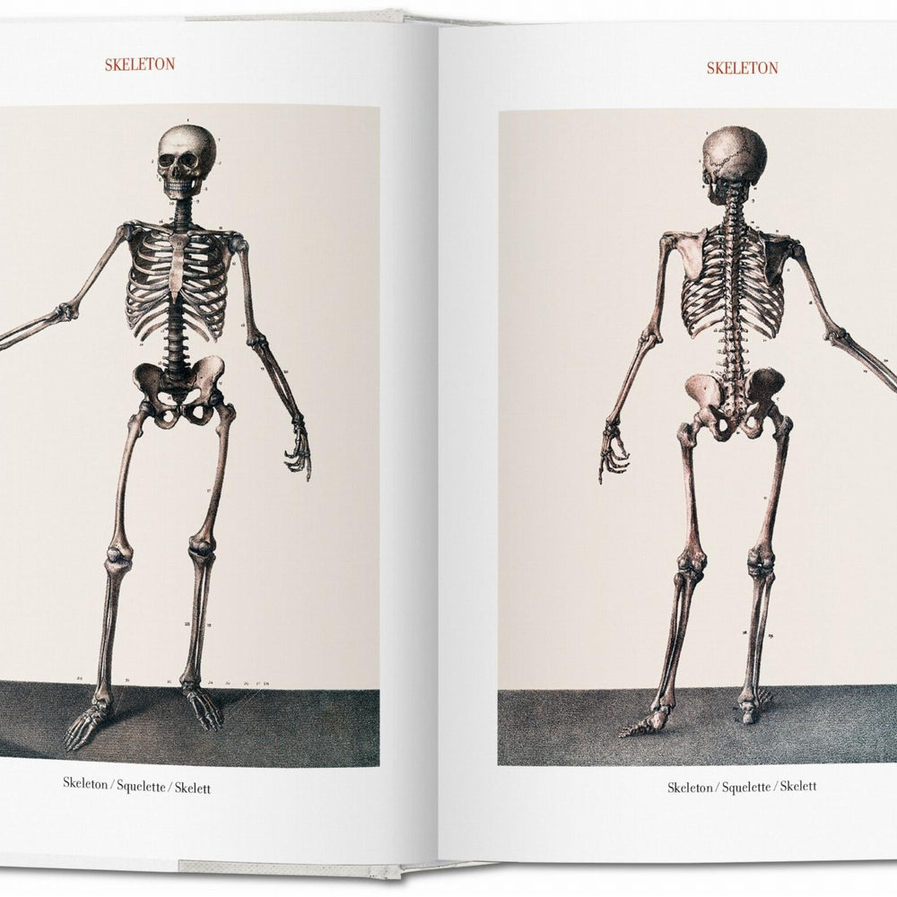 Bourgery. Atlas de anatomía humana y cirugía (Spanish, Italian, Portuguese)