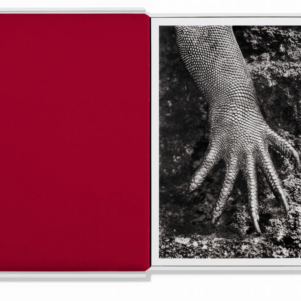 
                      
                        Sebastião Salgado. Genesis. Postcard Set (German, Spanish, French, English)
                      
                    
