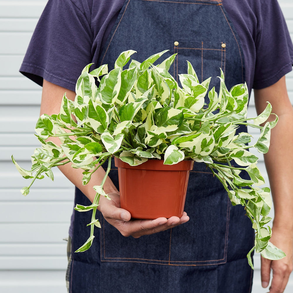 
                      
                        Pothos 'N'joy'
                      
                    