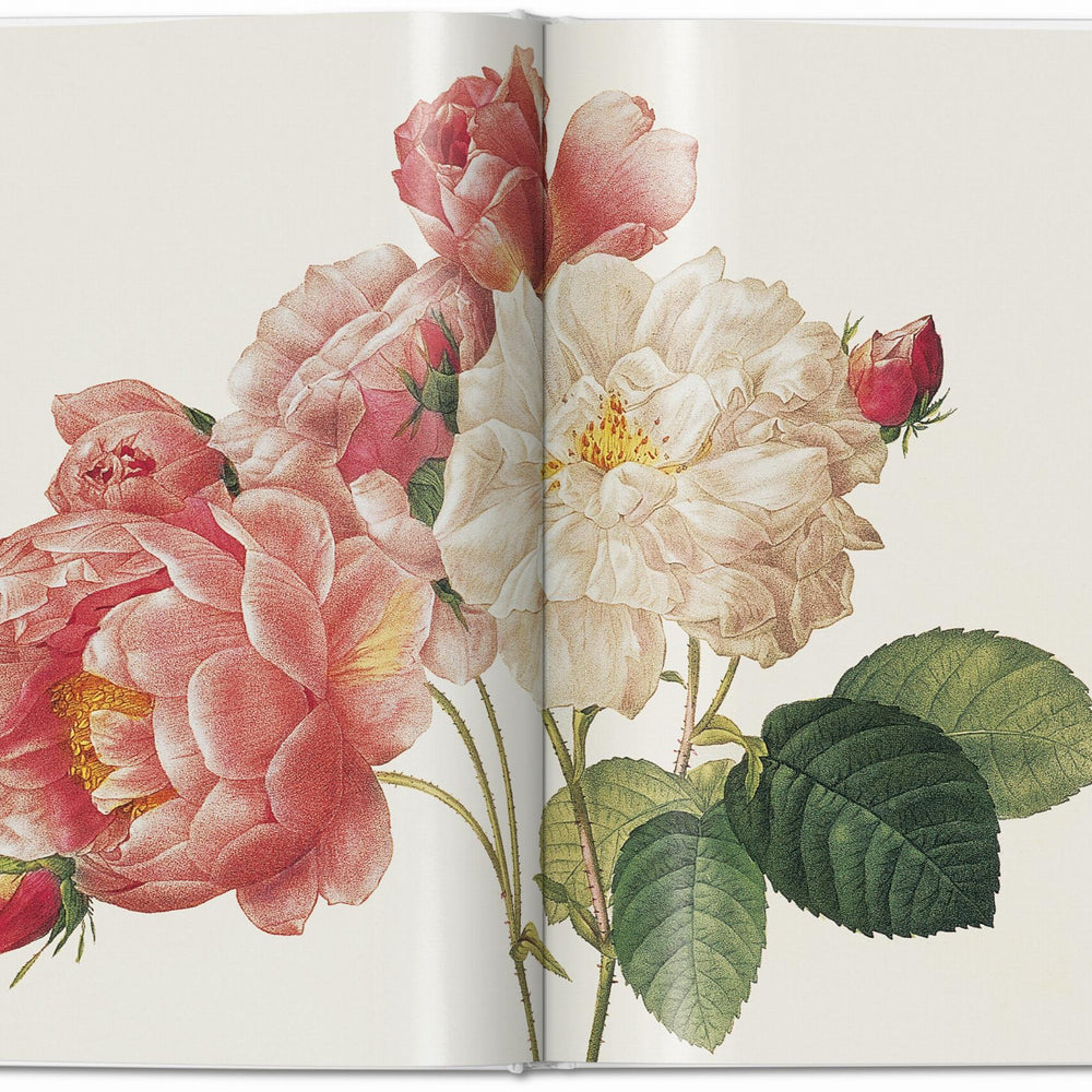 
                      
                        Redouté. Roses (German, French, English)
                      
                    