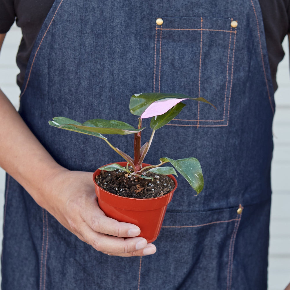 
                      
                        Philodendron 'Pink Princess'
                      
                    