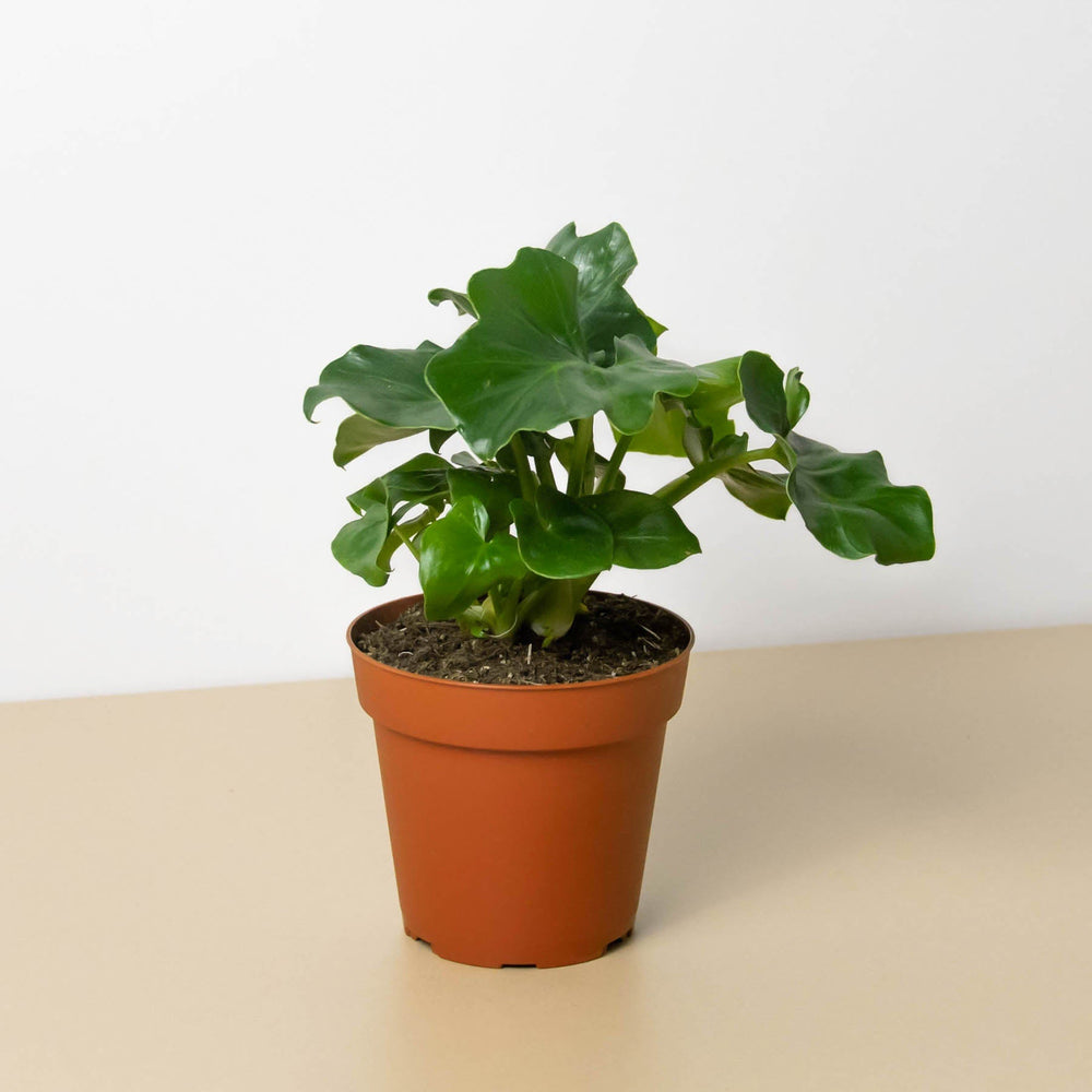Philodendron 'Atom' Houseplant