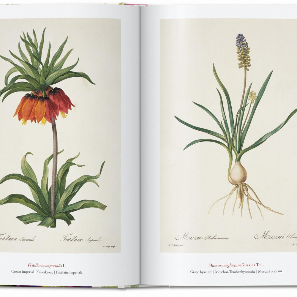 
                      
                        Redouté. The Book of Flowers. 40th Ed. (German, French, English)
                      
                    