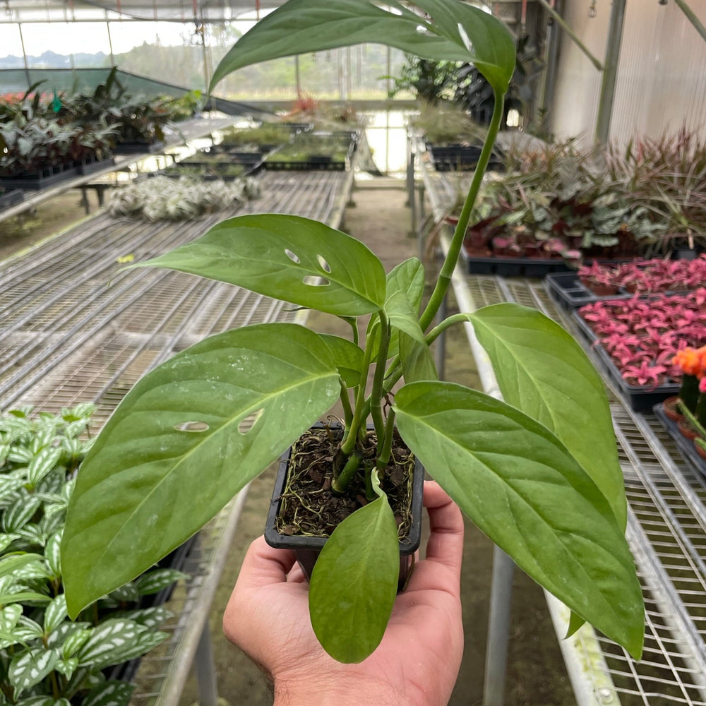 
                      
                        Monstera Adansonii 'Swiss Cheese'
                      
                    