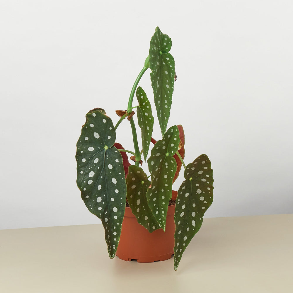 
                      
                        Begonia 'Maculata'
                      
                    