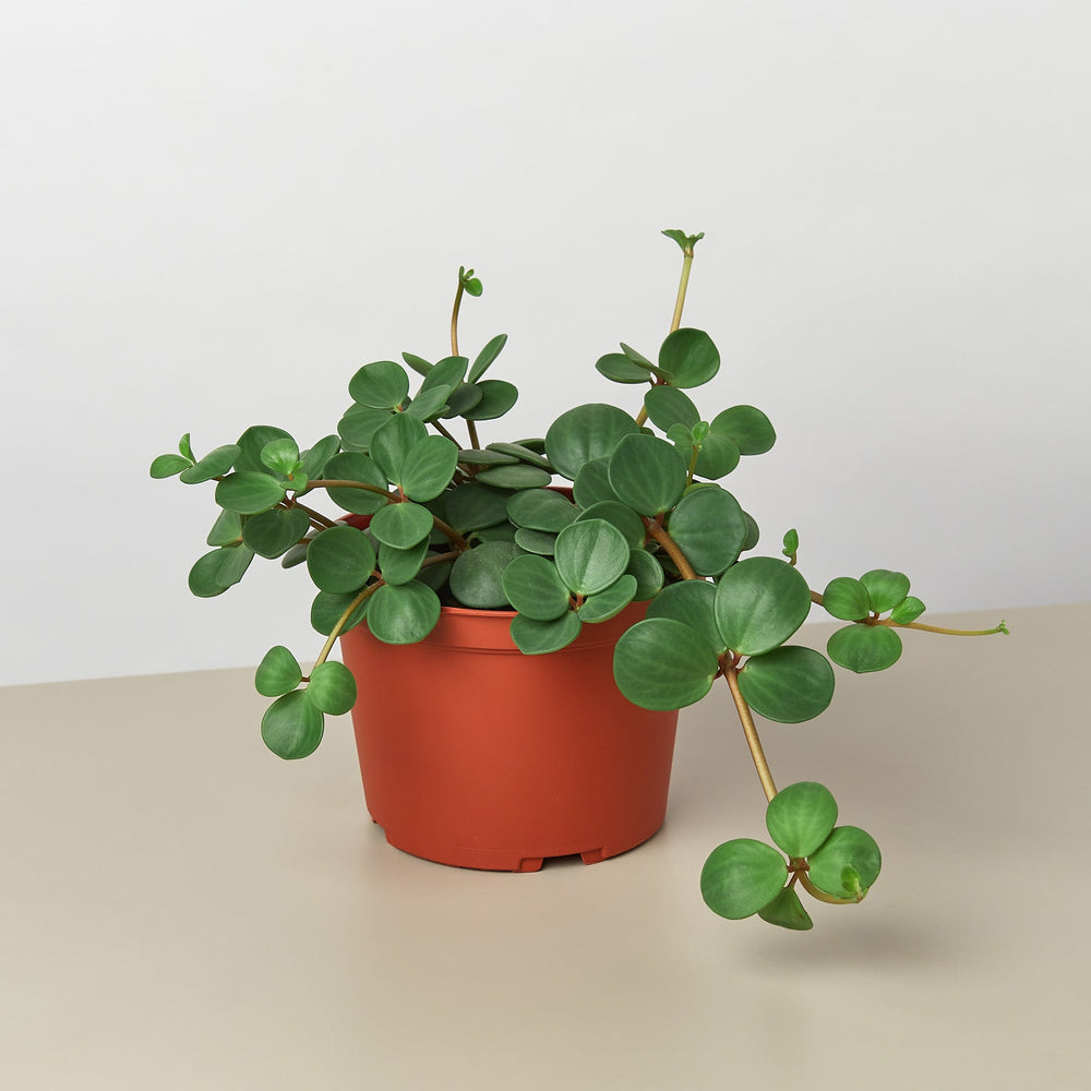 
                      
                        Peperomia 'Hope'
                      
                    