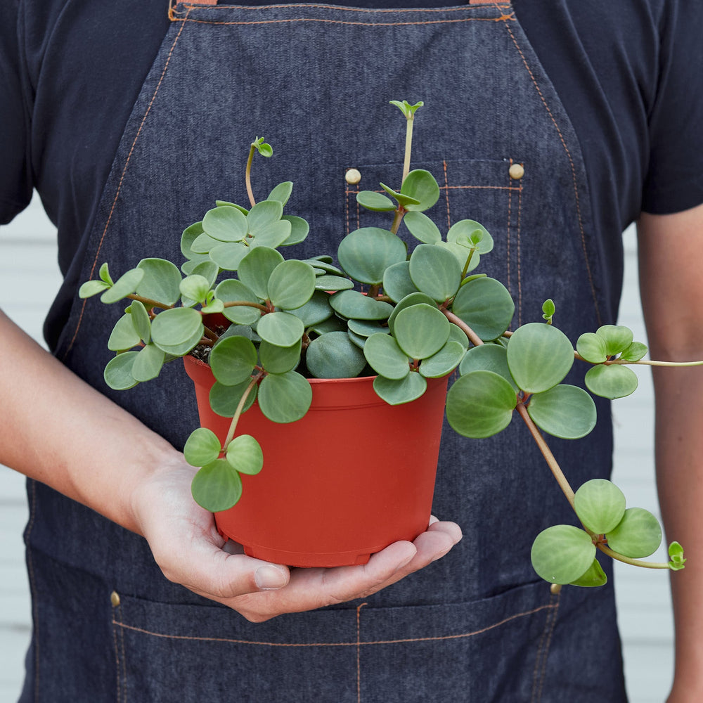 
                      
                        Peperomia 'Hope'
                      
                    