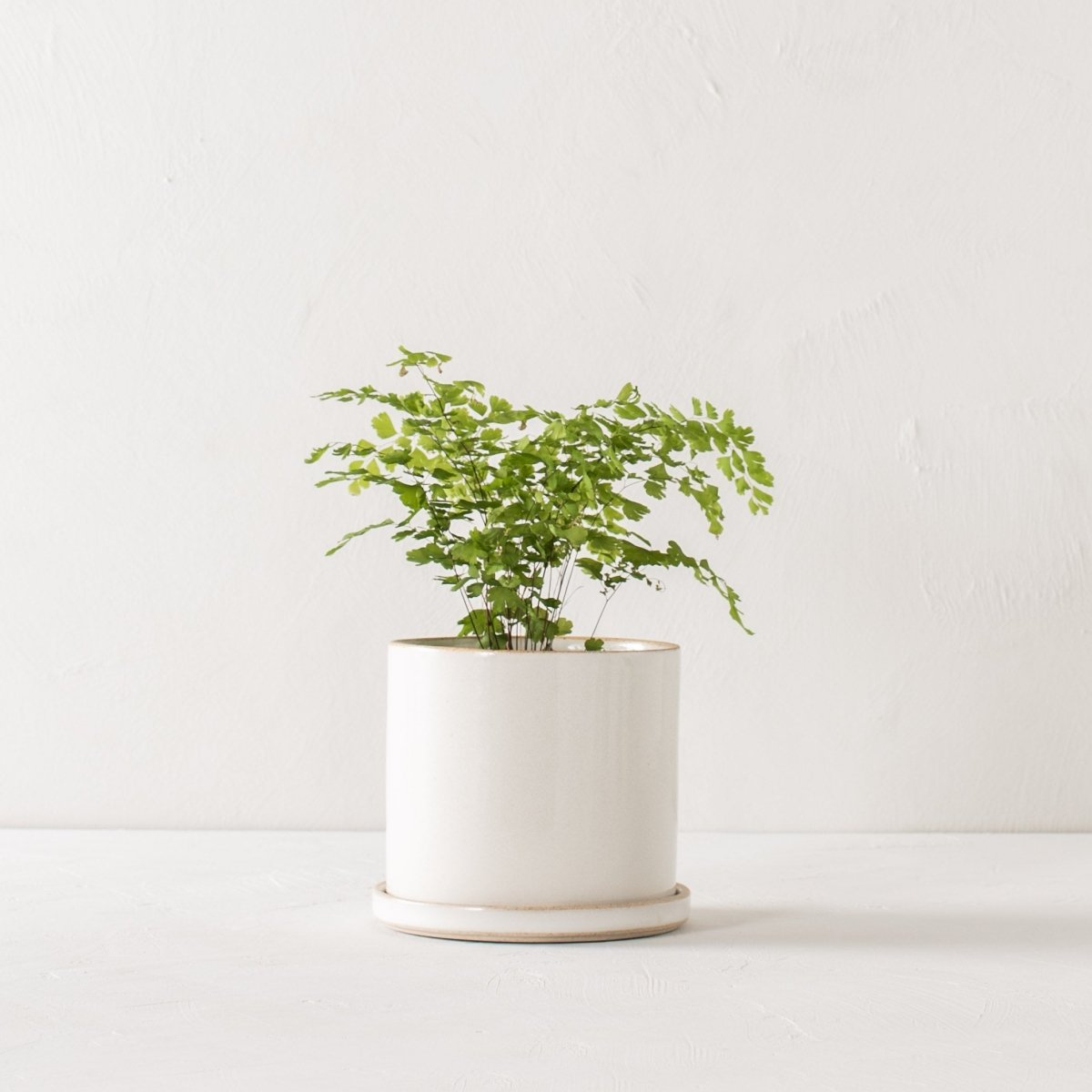 CONVIVIAL 6" Minimal Planter | Glazed Stoneware - lily & onyx