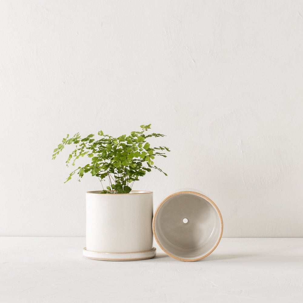 CONVIVIAL 6" Minimal Planter | Glazed Stoneware - lily & onyx